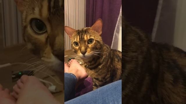 Бенгальский кот болтает