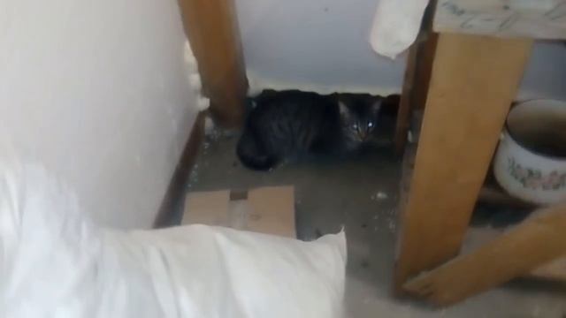 Синий йод в домашних условиях смотреть онлайн