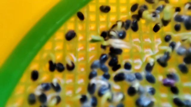 Пробуем выращивать микрозелень)