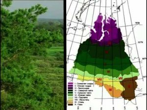 Сосновые леса Западной Сибири