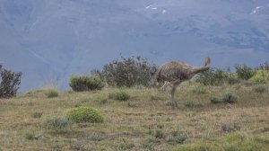 Torres del Paine National Park, Chile. 01 2016. В Национальном парке Торрес дель Пайне,Чили.