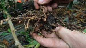 Галловая нематода