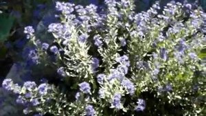 Кустарник Кариоптерис -  осеннее украшение сада и десерт для пчел