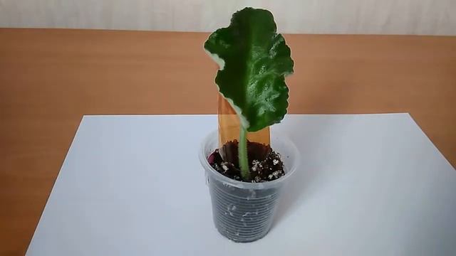 Лист фиалки укоренился! Когда ждать появления деток? смотреть онлайн