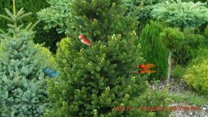 Ель обыкновенная Вил`с Цверг (picea abies will's zwerg) ? обзор: как сажать, саженцы ели Вил`с Цвер