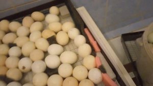 Павловские куры  золото и серебро от яйца до птенца