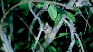 Тогеанские острова. В поисках рая / Togean Islands, Sulawesi, Indonesia (EN, FR, LV subtitles)