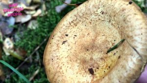 Свинушка тонкая убивает незаметно. Показываю, что должен знать каждый грибник