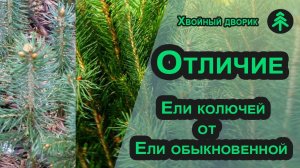 Отличие Ели колючей Глаука от Ели обыкновенной. Как отличаются саженцы ели колючей и обыкновенной?