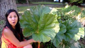 How To Harvest Rhubarb -Growing Rhubarb in the Pacific Northwest