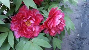 ДРЕВОВИДНЫЙ ПИОН КРАСНОГО ЦВЕТА 2020 ГОД