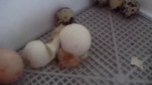интересное видео про цыпленка