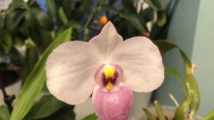 cattleya jenmanii coerulea,  paphiopedilum delenatii