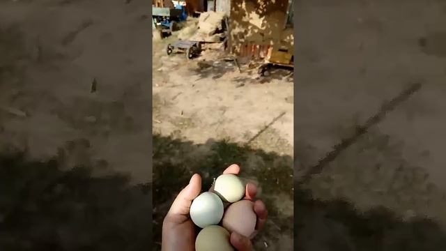 Доминанты ГС 459 ,ГС 300 какие яйца в итоге несут.