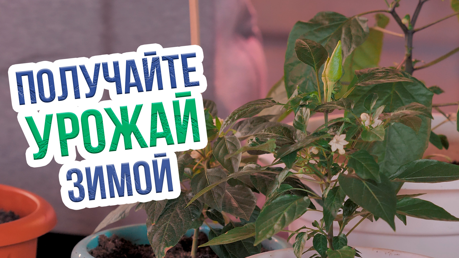 Огород на подоконнике для начинающих. Что можно выращивать зимой на подоконнике?