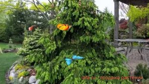 Ель обыкновенная Акрокона (picea abies acrocona) ? Акрокона обзор: как сажать, саженцы ели Акрокона