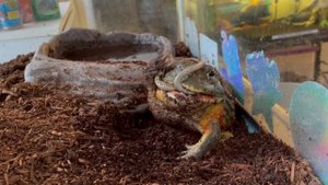 REVENGE of the FALLEN!! Pixie Frog eats Frog-eating Snake **Live Feeding**