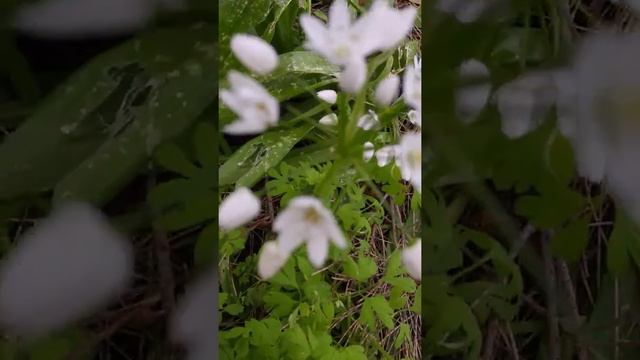 שום משולש Лук неаполитанский