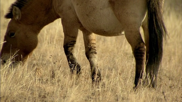 Martin.Clunes.My.Travels.And.Other.Animals.S01E03