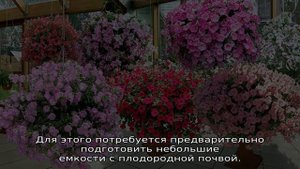 Как черенковать петунию на зиму