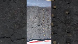 Краткая информация о посеве томатов с Борисом Сониным.