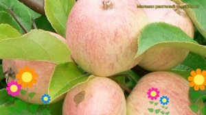 Яблоня домашняя Грушовка московская. Краткий обзор, описание malus domestica Grushovka moskovskaia