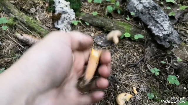 Сбор грибов 4 августа 2023 года. смотреть онлайн