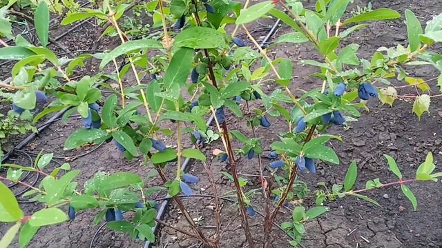 Обзор сортов жимолости Бореалис, Индиго, Аврора, Хонейби смотреть онлайн