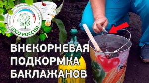 Внекорневая подкормка баклажана. Выращиваем баклажаны.