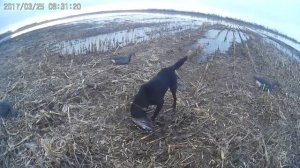 # 17 Охота на гуся в Беларуси. Вот это ОХОТА!!! Домановский ч 1