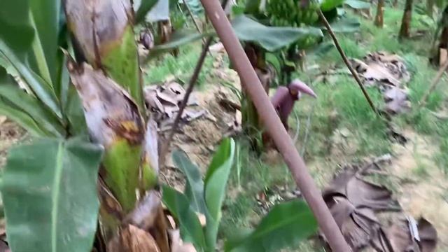 Бананы.Как растут (цветут) бананы.Банановая роща в Турции (Махмутлар) смотреть онлайн