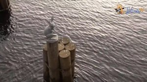 Заячий остров/Путешествия по городу