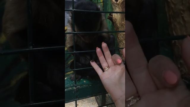Мартышка делает маникюр!?