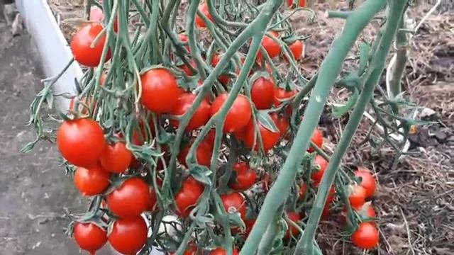 Коктельные томаты Монпасье и Поцелуй!!! Агрофирма Партнёр.