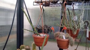 Зимовка кактусов на подоконнике,в подвале и в теплице.Мой опыт.