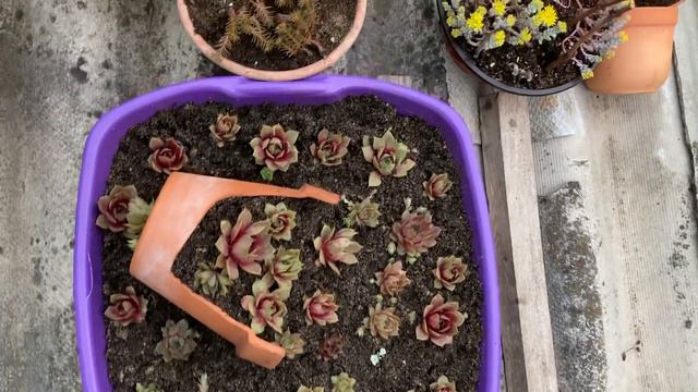 Короткометражка с крыши. смотреть онлайн