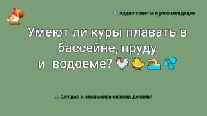 Умеют ли куры плавать в бассейне, пруду и в водоеме?