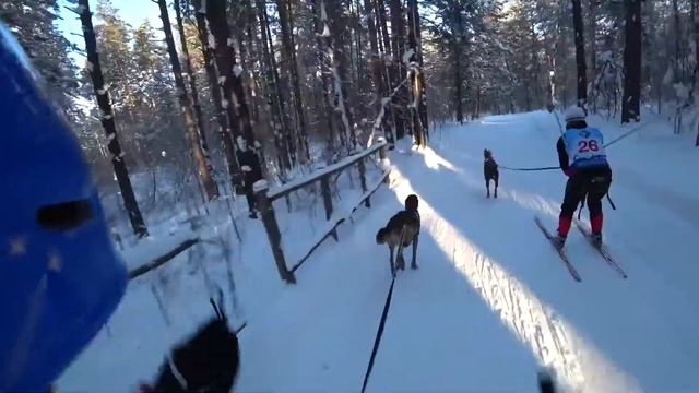 Skijoring malinois & greyster ездовой спорт малинуа и грейстер смотреть онлайн