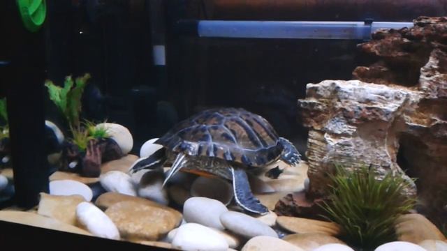 Красноухая черепаха (Trachemys scripta) роет грунт