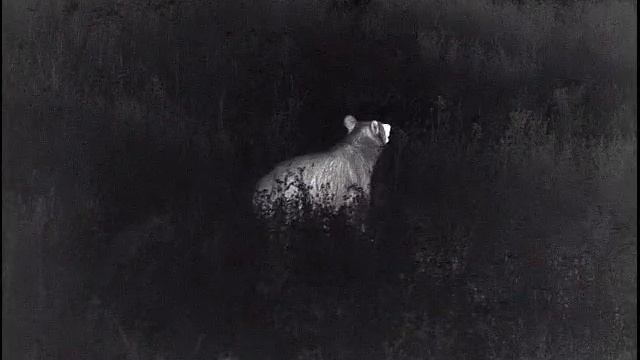 Медведь на овсе Helion XP50