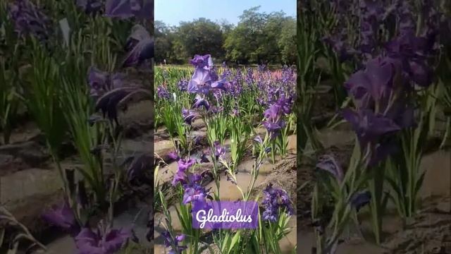 ग्लॅडीओलस | The Beauty of Purple Gladiolus | Gladiolus #shorts #youtubeshorts