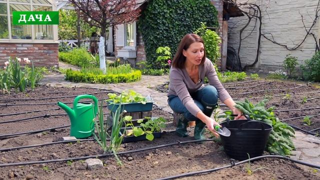ПОСАДКА КАБАЧКОВ В ОТКРЫТЫЙ ГРУНТ//подготовка грядки под кабачки// выращивание кабачков в компостер