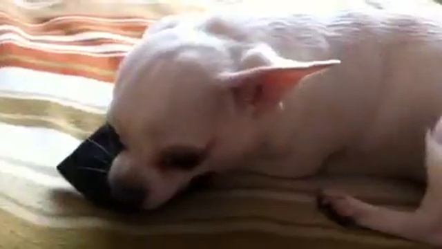 Веня охраняет носки смотреть онлайн