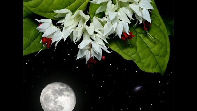 Память ушедшим в вечность Муз Демидовой Елены, фото К Логран смотреть онлайн