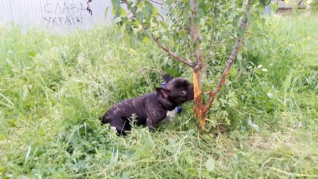 Пёс или бобер?))) смотреть онлайн