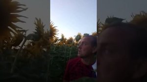 Размножение материнской линии подсолнечника 2А (период цветения)