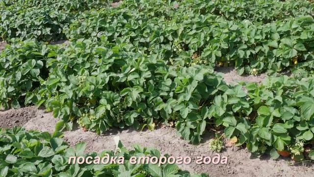 Клубника. Описание сорта Поклон партизанам. Айтжанова Светлана Дмитриевна о сортах земляники. смотреть онлайн