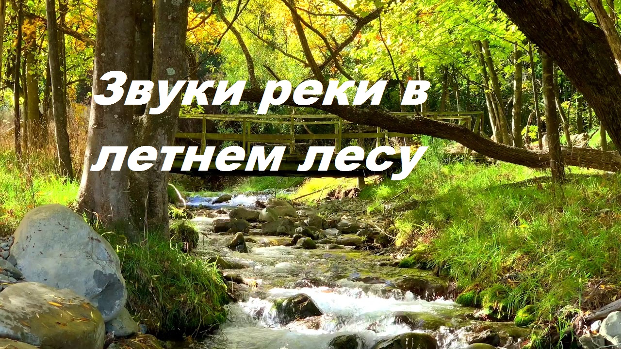 Включи звуки леса