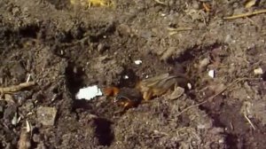 Медведка. Борьба с вредителями сельскохозяйственных культур.Советы огородникам.