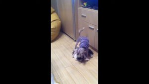 Собака хочет кошку
